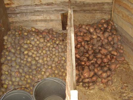 закрома для картошки закрома для картошки