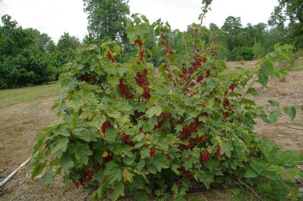 Куст