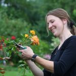Как выращивать розы: правильная прищипка (с фото и видео)