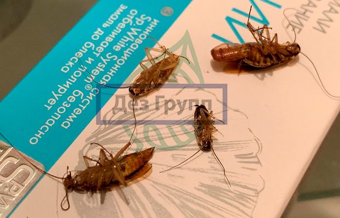 Дезинфекция дома цена на уничтожение насекомых