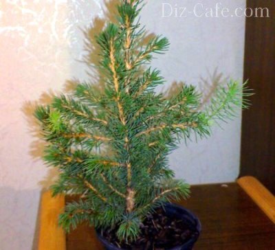 Саженец глауки коники