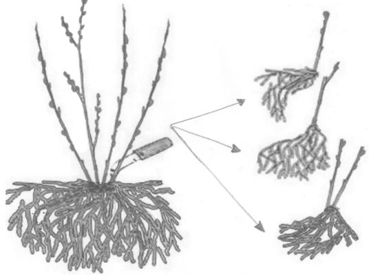 Схематическое изображение размножения смородины делением куста