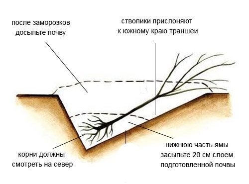 Прикопка саженца под зиму