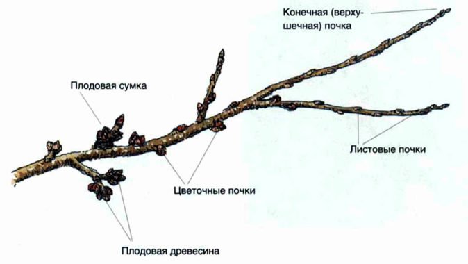 Схема ветки яблони