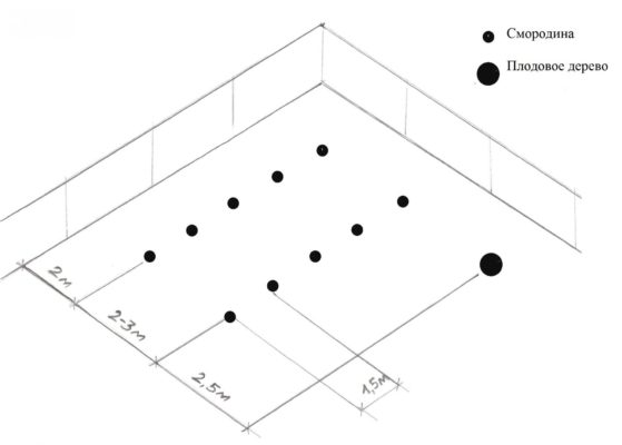 Схема высадки чёрной смородины рядами
