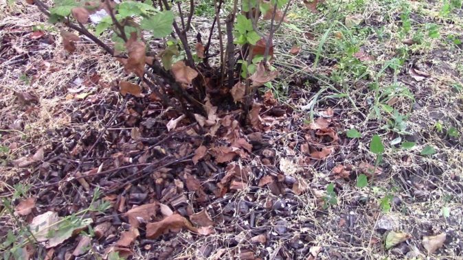 Утепление корней чёрной смородины сухой листвой