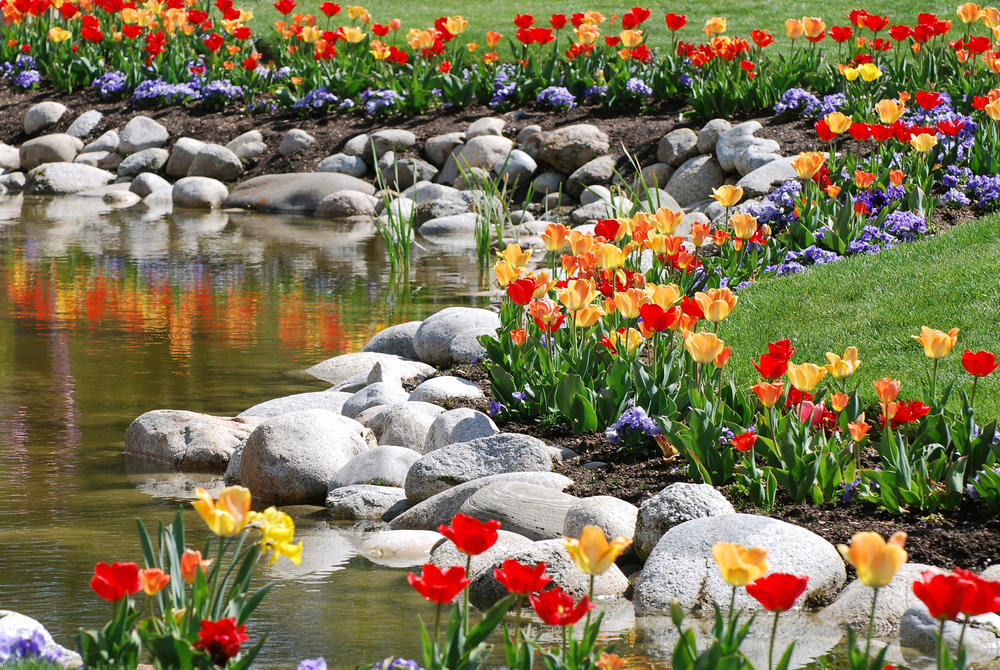 Разноцветные тюльпаны на берегу искусственного водоема