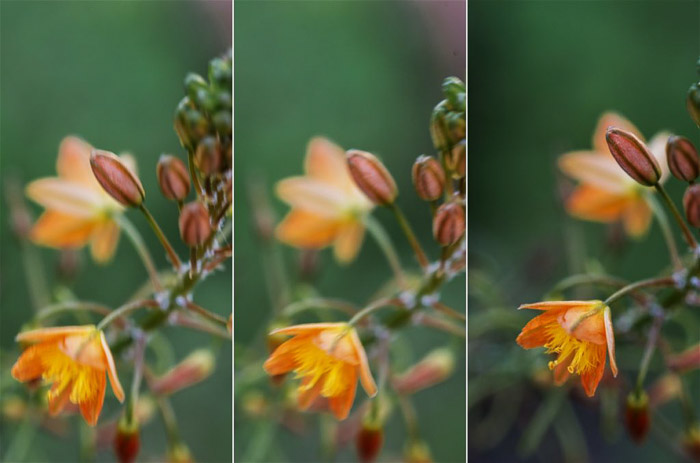 A triptych of flower photography