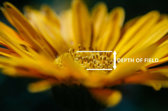 A photo of a yellow flower with depth of field marked