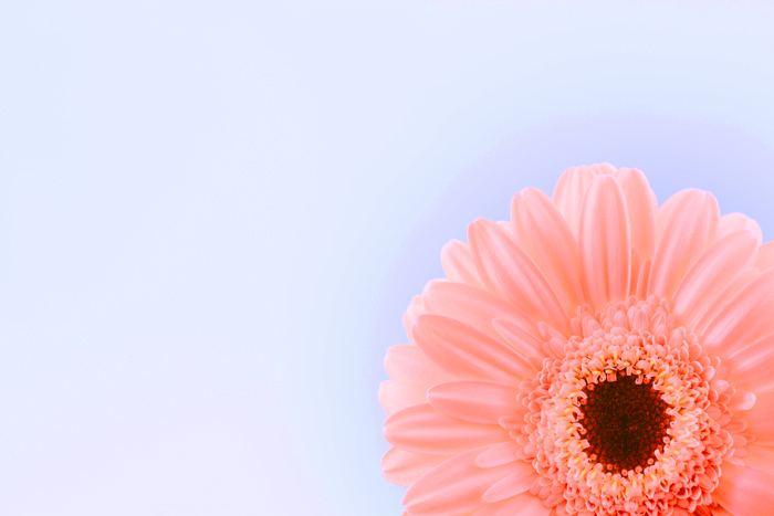 photo of a pinkish flower with blue background