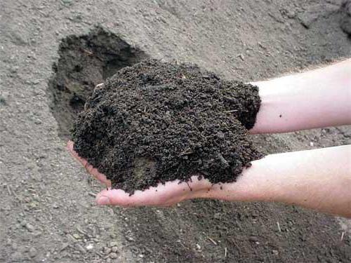 суглинистая почва что это такое