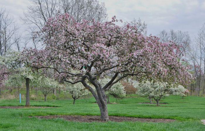 Удобрения для яблони весной