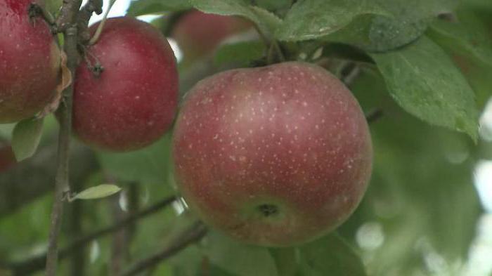 Какие удобрения вносить при посадке яблони весной
