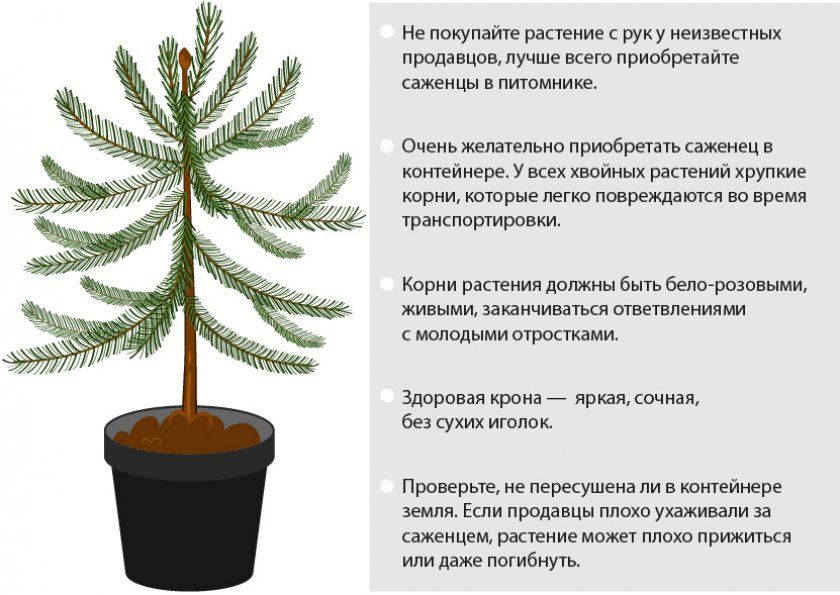 Выбор саженца ели Выбор саженца ели