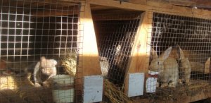 Крольчатник построенный своими руками Крольчатник построенный своими руками
