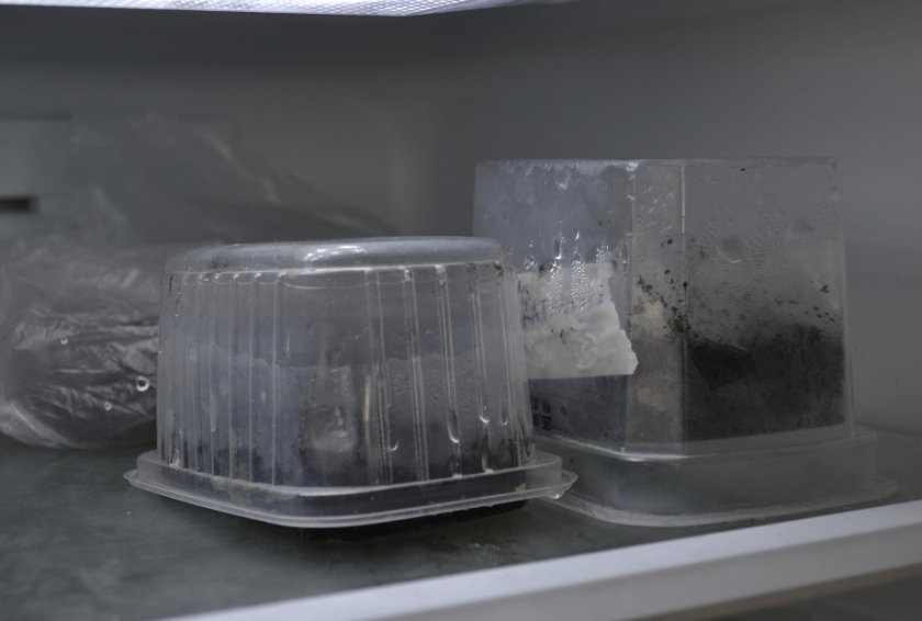 Стратификация косточек в холодильнике
