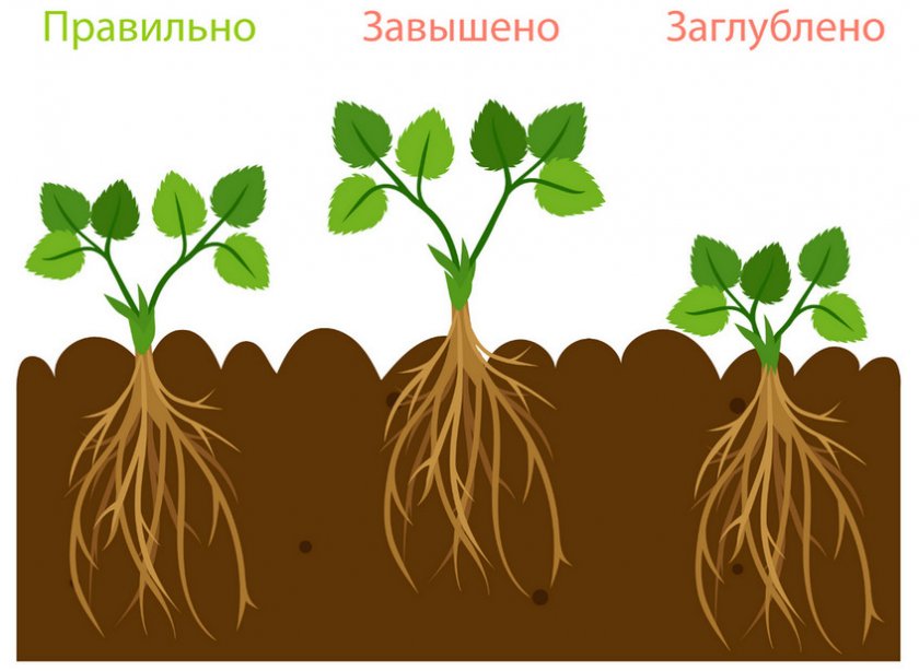 Глубина посадки клубники