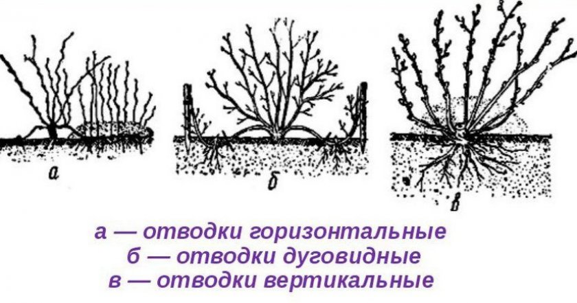 Размножение отводками Размножение отводками
