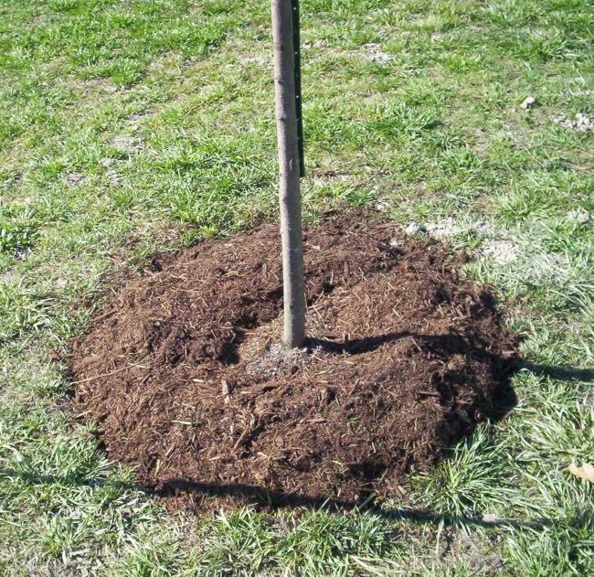 Ухоженный приствольный круг молодой яблони под мульчой из перегноя