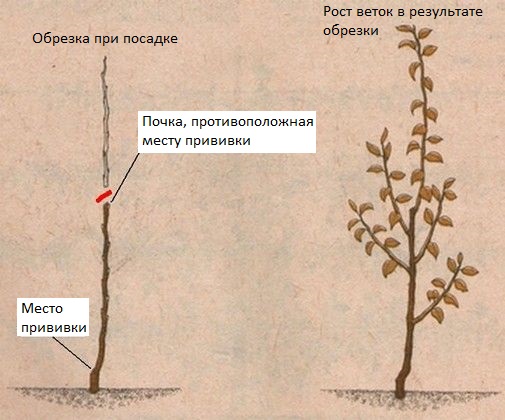 Схема обрезки яблоневого саженца при посадке и результат роста веток в течении лета