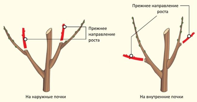 Схемы обрезки веток яблони на внутреннюю и внешнюю почки