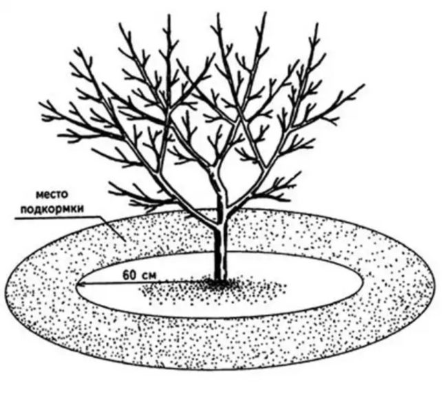 Схема внесения удобрений в приствольный круг яблони в весенний и летний периоды