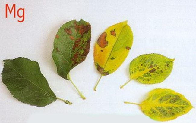 Листья яблони с симптомами нехватки калия в питании молодого дерева