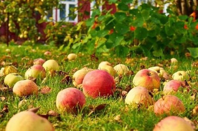 Осыпание яблок при недостаточной летней подкормке органическими удобрениями