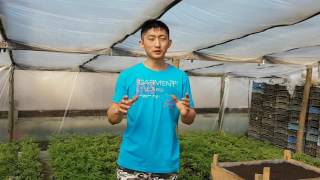 БИЗНЕС ИДЕЯ. ЛУК НА ЗЕЛЕНЬ.Где и Как вырасить, когда выгодно. 🌱🌱🌱 БИЗНЕС ИДЕЯ. ЛУК НА ЗЕЛЕНЬ.Где и Как вырасить, когда выгодно. 🌱🌱🌱