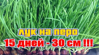 Лук на перо за 15 дней.(Самый лучший способ выращивания лука на перо). Лук на перо за 15 дней.(Самый лучший способ выращивания лука на перо).