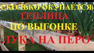 Сколько окупается теплица по выгонке лука на перо!?? Полный расчет окупаемости!!! Сколько окупается теплица по выгонке лука на перо!?? Полный расчет окупаемости!!!