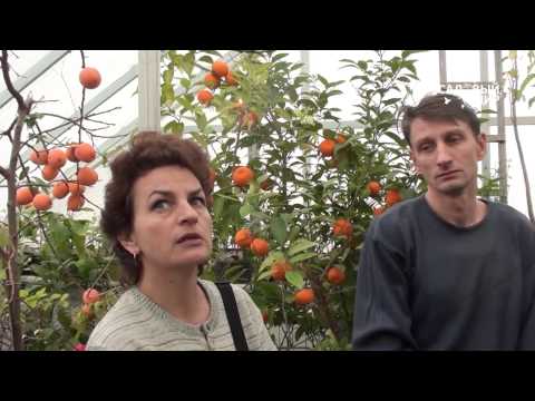 Картинка 2 Изготовление теплицы своими руками: описание лучших видов