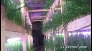 Лук перо под искусственным освещением №2 , сорт Стардаст Лук перо под искусственным освещением №2 , сорт Стардаст
