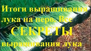 1 месяц работы. Итоги выращивания лука на перо. Все секреты выращивания лука. Многое в цифрах 1 месяц работы. Итоги выращивания лука на перо. Все секреты выращивания лука. Многое в цифрах