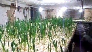 ВЫГОНКА ЛУКА В ПОДВАЛЕ. ТАК СМОЖЕТ КАЖДЫЙ!!! ВЫГОНКА ЛУКА В ПОДВАЛЕ. ТАК СМОЖЕТ КАЖДЫЙ!!!