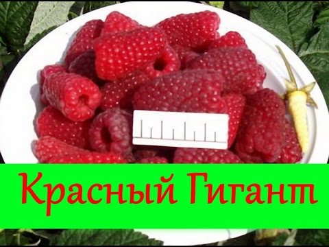Изображение 1 Изображение 1