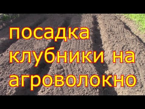 Картинка 5 Лучшие сорта ремонтантной клубники и садовой земляники для средней полосы России