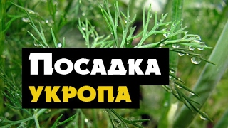 Как вырастить укроп дома - простой способ посадки укропа на подоконнике Как вырастить укроп дома - простой способ посадки укропа на подоконнике
