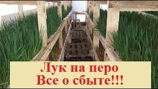 Лук на перо. Все о сбыте. Лук на перо. Все о сбыте.
