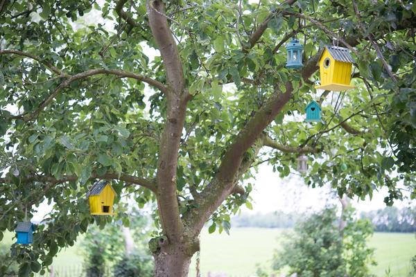 Птичьи домики и кормушки на яблоне