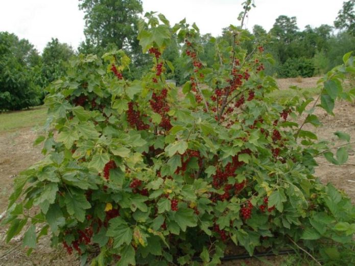 Куст красной смородины