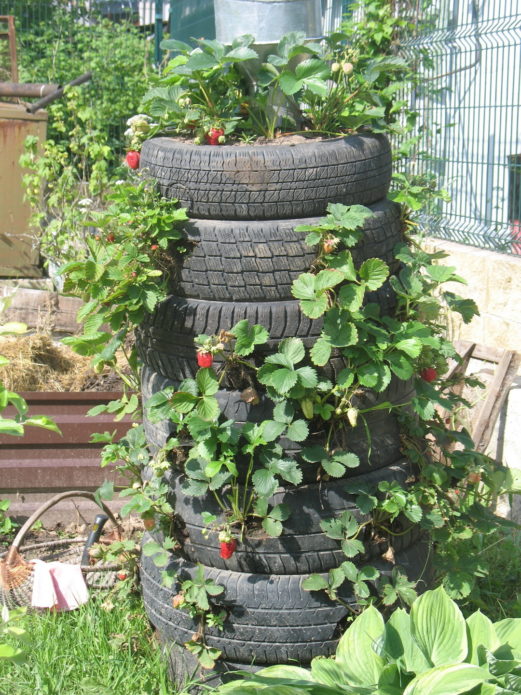 Клубника в покрышках