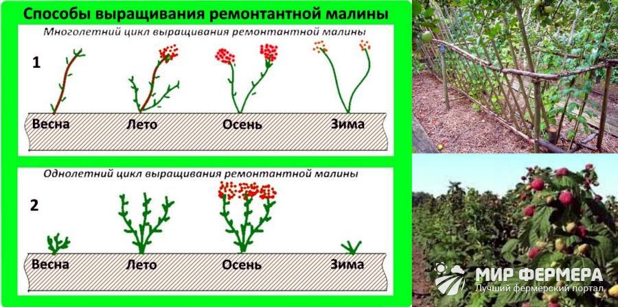 Ремонтантная малина Выращивание ремонтантной малины
