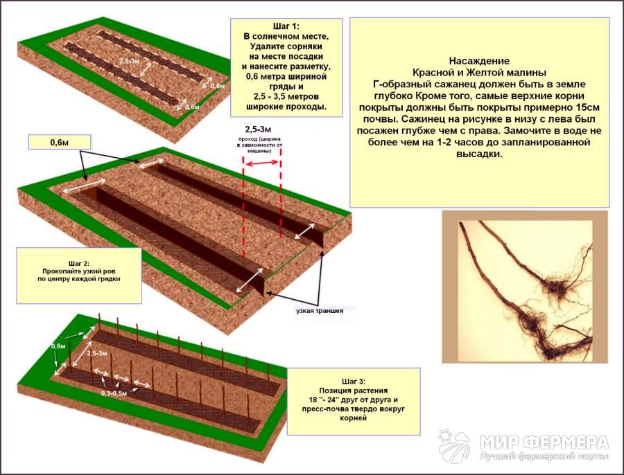 Схема посадки малины Как вырастить ремонтантную малину