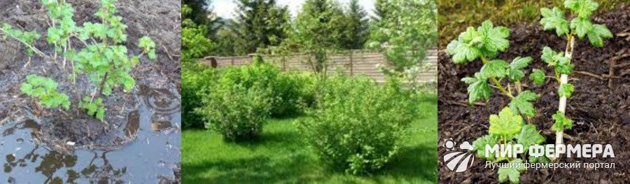 Грядка для крыжовника Как выбрать место для посадки крыжовника