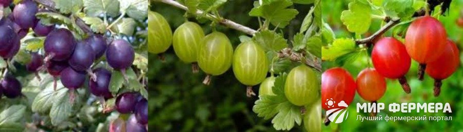 Крыжовник без шипов Выращивание крыжовника без шипов