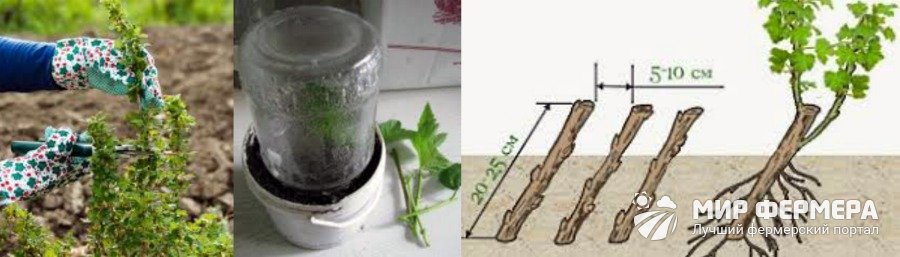 Черенкование крыжовника Размножение крыжовника черенками