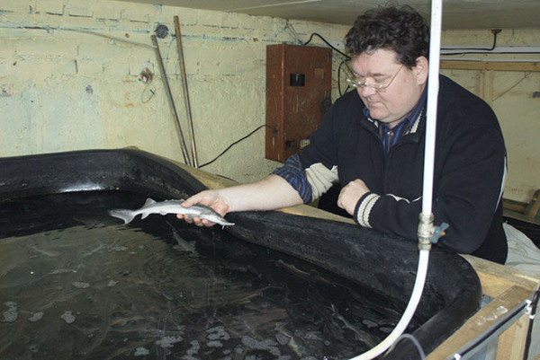 Фото молодой стерляди, выращенной в закрытых емкостях Фото молодой стерляди, выращенной в закрытых емкостях
