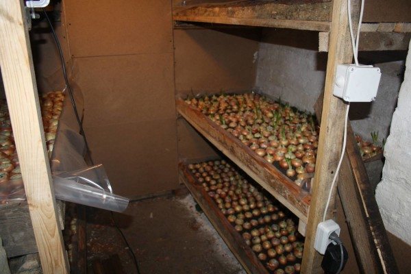Выращивание лука - одно из простейших решений Выращивание лука - одно из простейших решений
