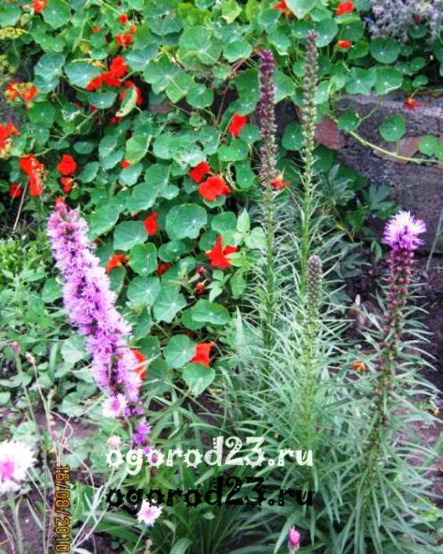 Однолетние цветы, цветущие все лето без рассады - название и фото 100
